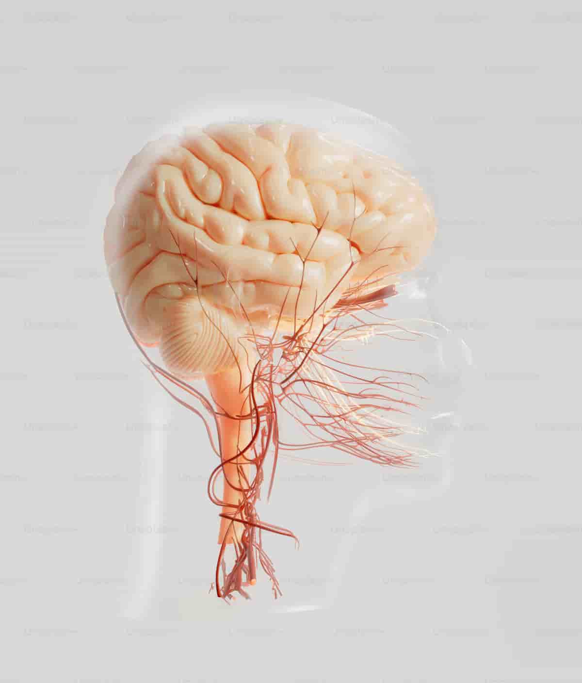 Neurology — Jabal Sina Medical Centre