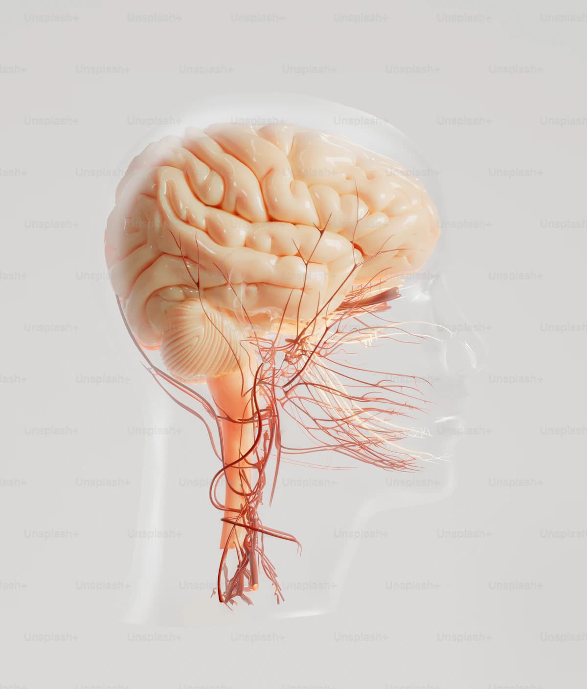 Neurology — Jabal Sina Medical Centre